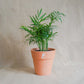 Palmeira Areca, uma chamaedorea elegans, em vaso de barro da loja de plantas online curae