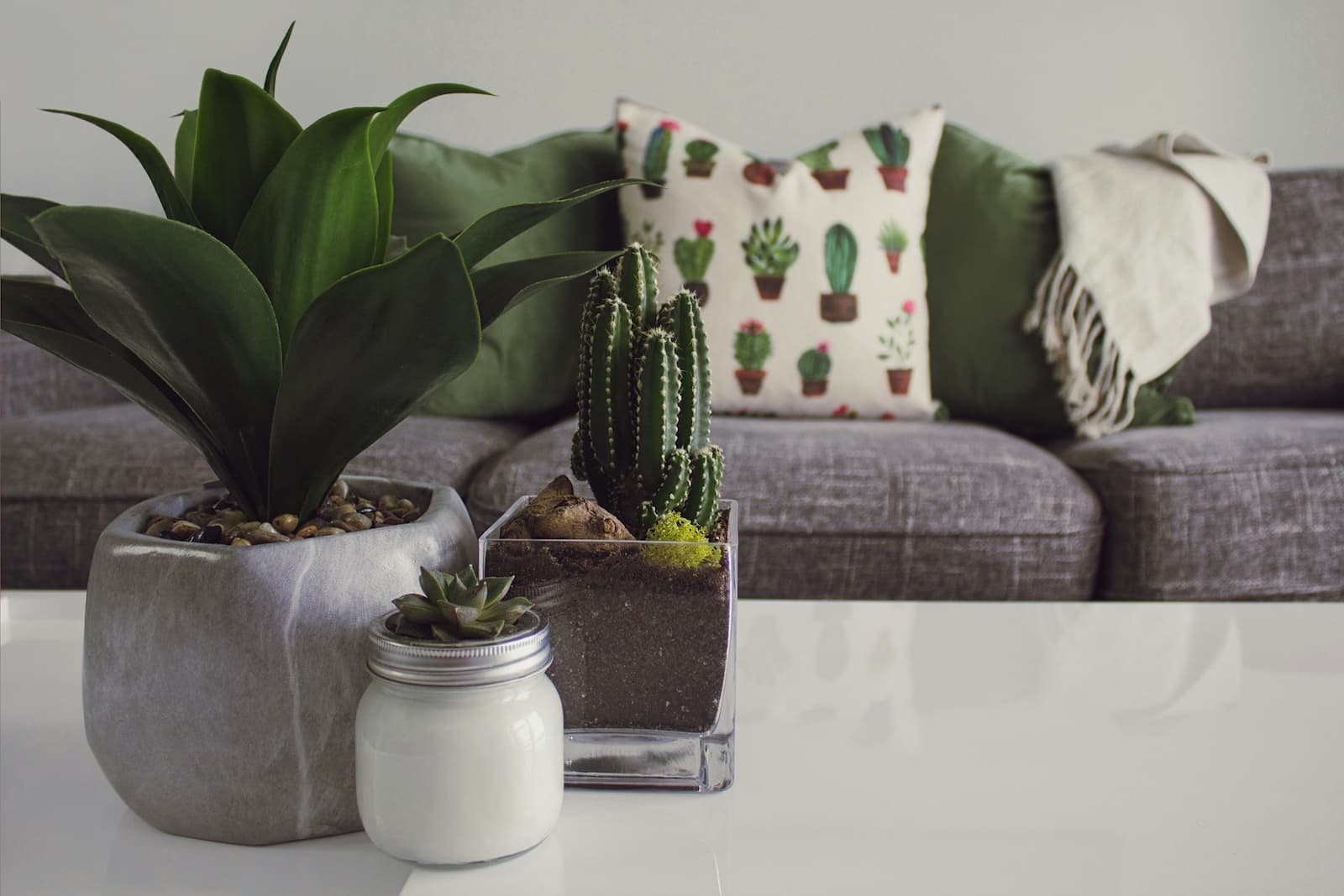 Decorar a Casa com Plantas sob os Princípios do Feng Shui