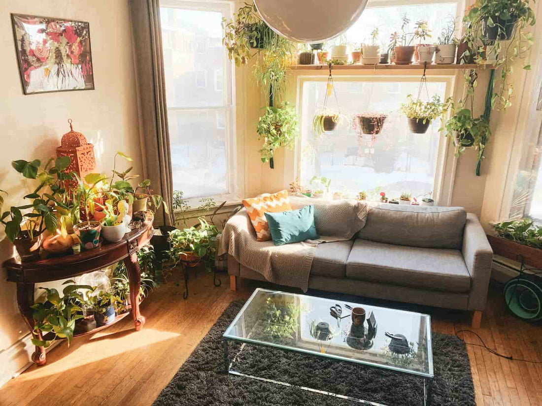 Sala com variadas e as melhores plantas para ter em casa