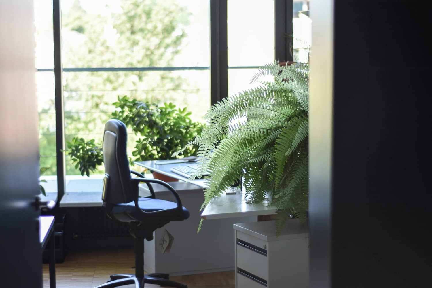 Plantas para Escritórios