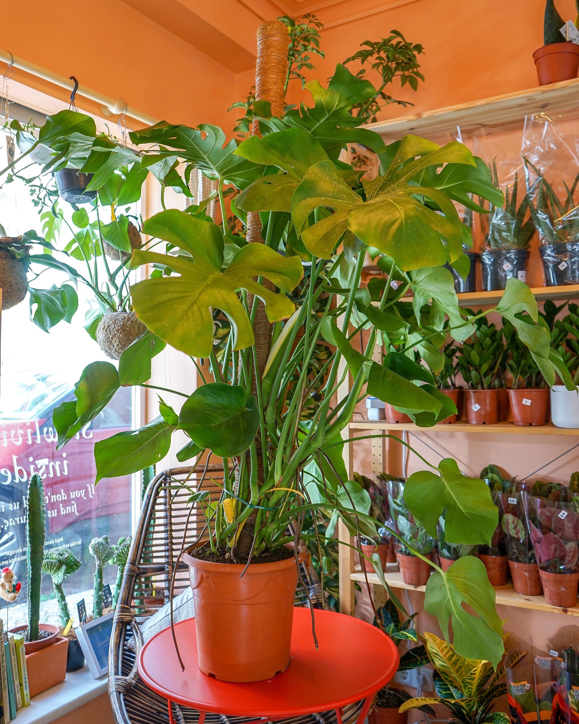 monstera deliciosa grande da loja de plantas online curae, coleção plantas grandes