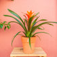planta de interior bromélia laranja em vaso de barro que pode ser encontrada em lojas de plantas online como a curae