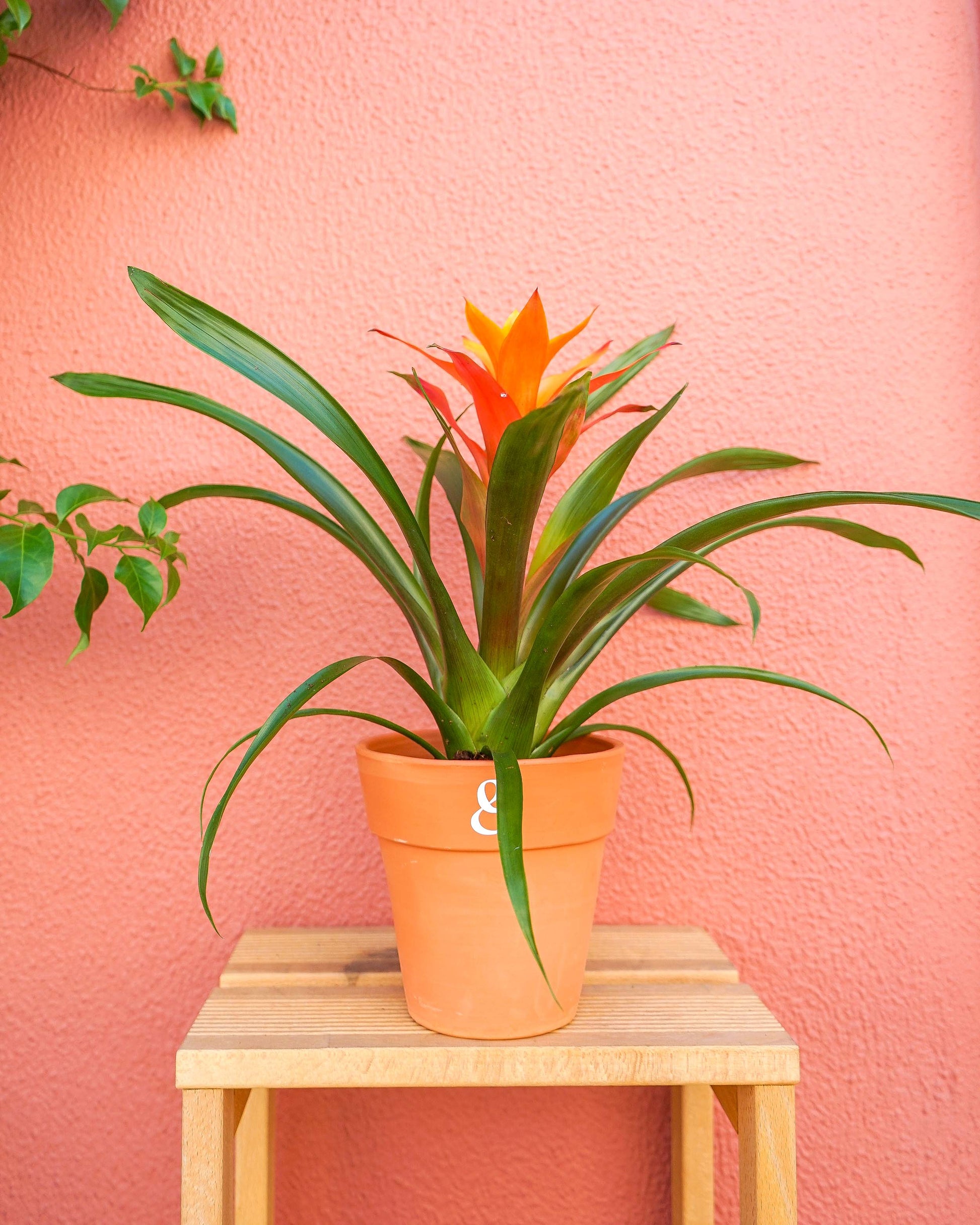 planta de interior bromélia laranja em vaso de barro que pode ser encontrada em lojas de plantas online como a curae