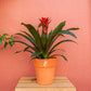 planta de interior bromélia vermelha em vaso de barro que pode ser encontrada em lojas de plantas online como a curae