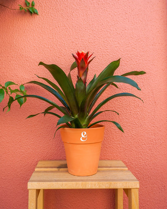 planta de interior bromélia vermelha em vaso de barro que pode ser encontrada em lojas de plantas online como a curae