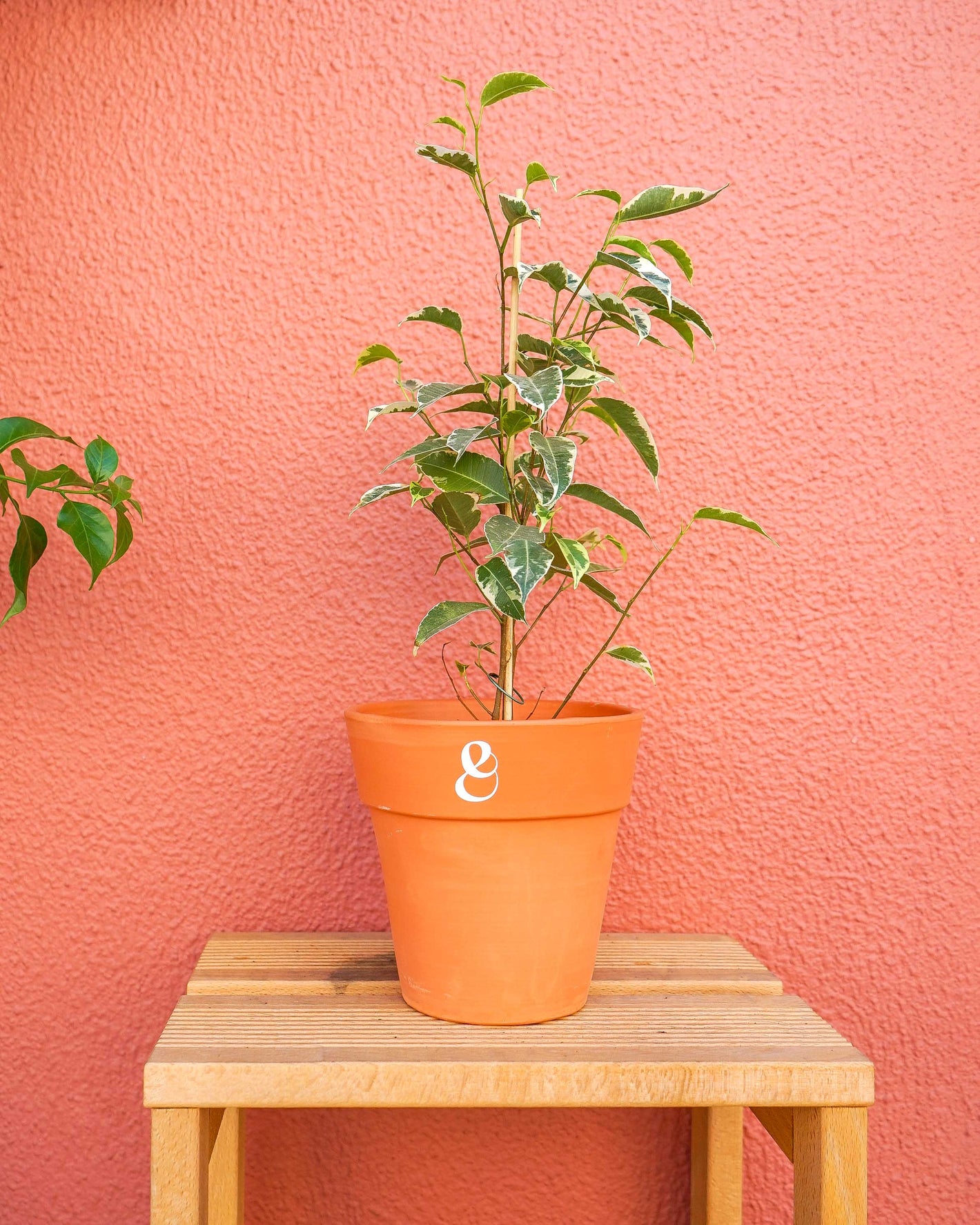 Ficus benjamina variegata, em vaso de barro personalizado, da loja de plantas online, curae