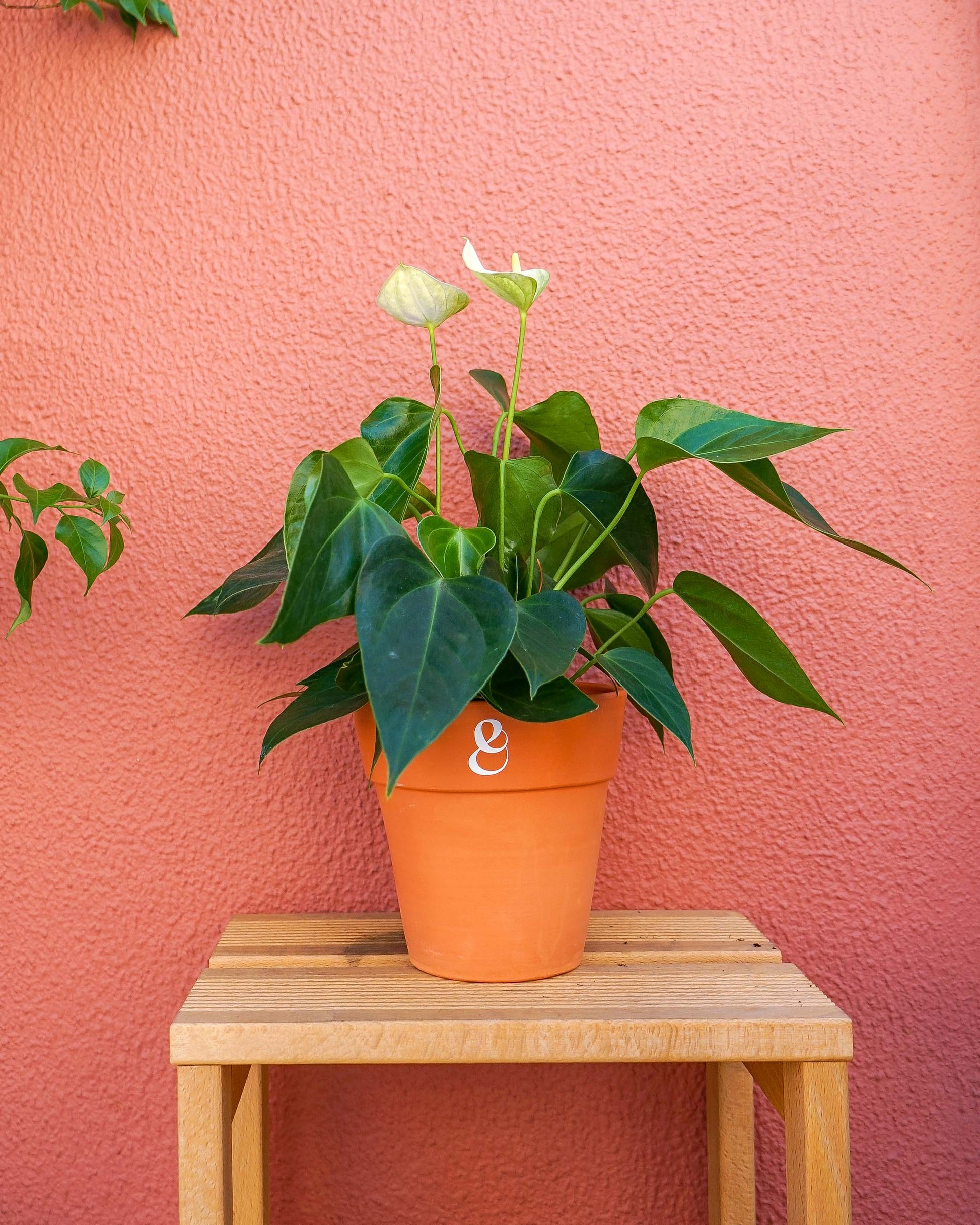 anturio branco em vaso de barro da loja de plantas online curae