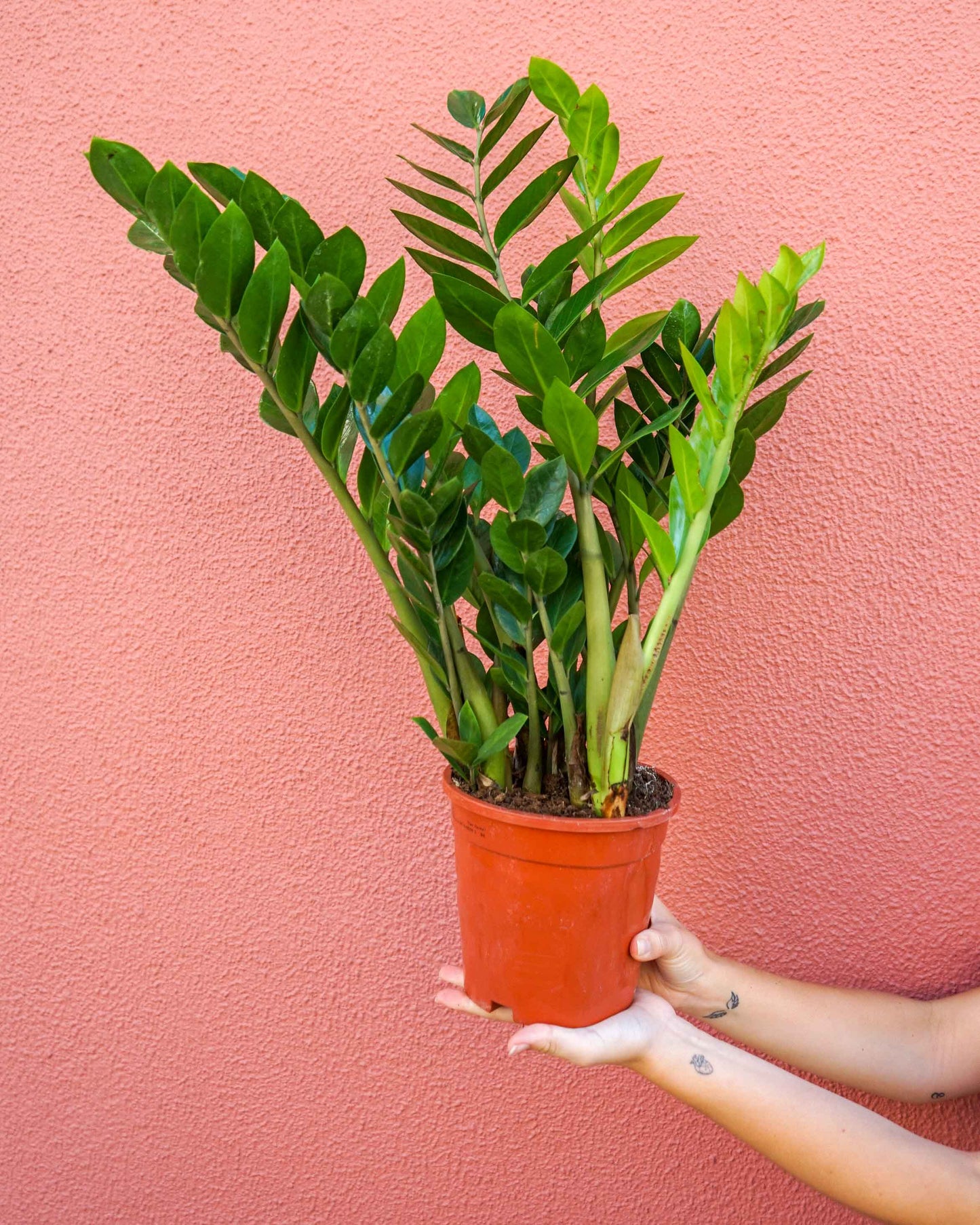 Zamioculcas