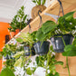 planta de interior, epipremnum aureum, planta pendente, da empresa especializada em garden design e plant styling, curae