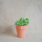 planta de interior, peperomia obtusifolia variegata, da loja de plantas online curae