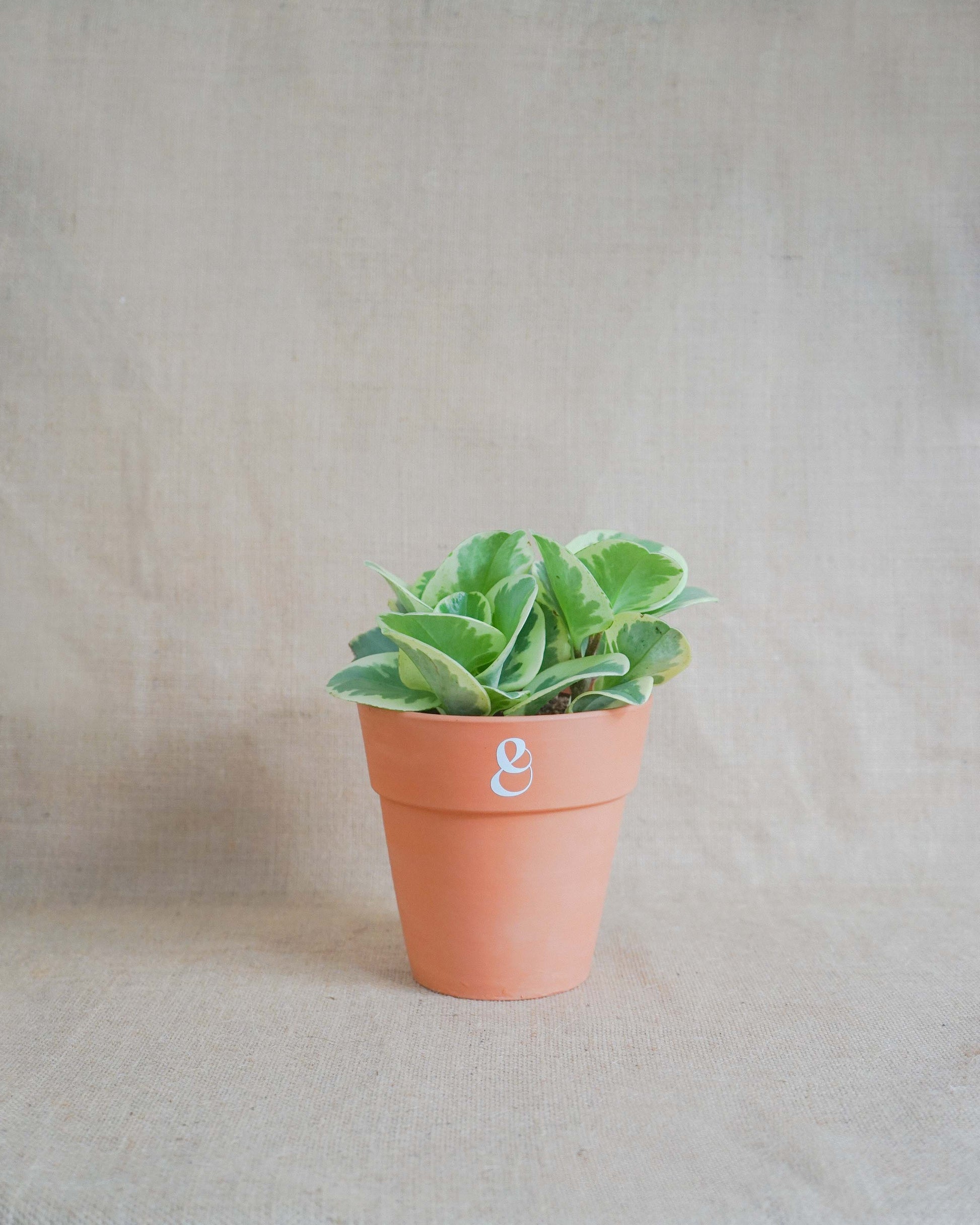 planta de interior, peperomia obtusifolia variegata, da loja de plantas online curae