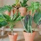 plantas-de-interior-zamioculcas-dracaena-croton-codiaeum-philodendron-epipremnum-monstera-alocasia