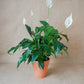 Lírio da Paz, planta de interior da loja online de plantas de lisboa, Curae, conhecido por Spathiphyllum