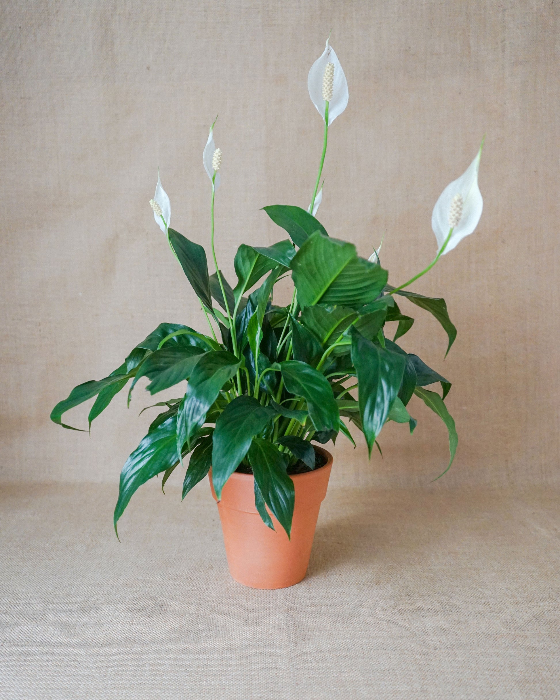 Lírio da Paz, planta de interior da loja online de plantas de lisboa, Curae, conhecido por Spathiphyllum
