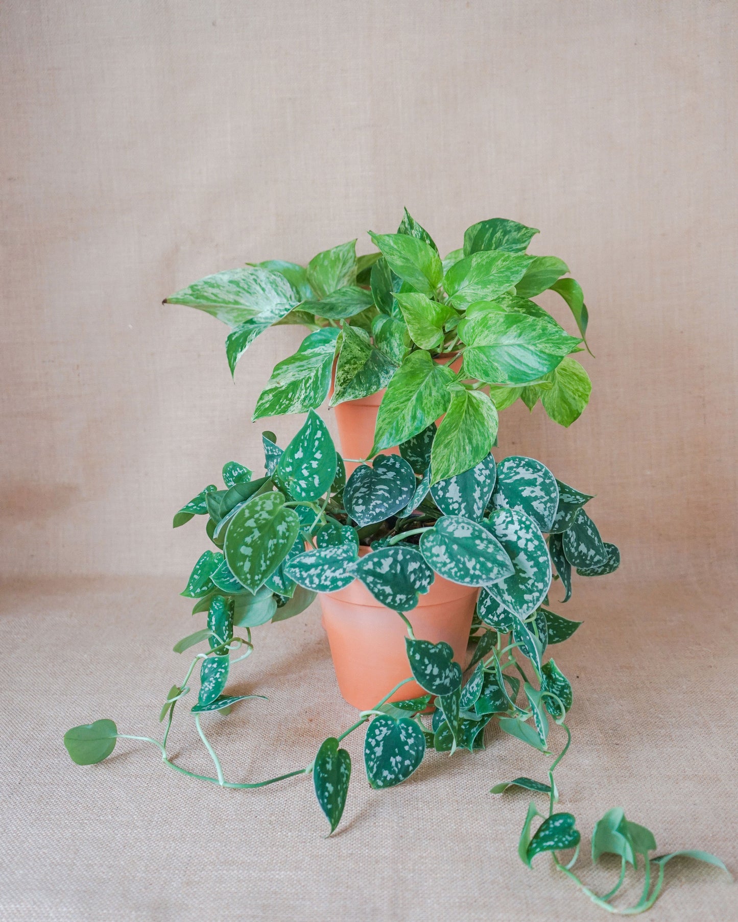 plantas feng shui da loja de plantas online curae, aqui um scindapsus marble queen e um scindapsus pictus