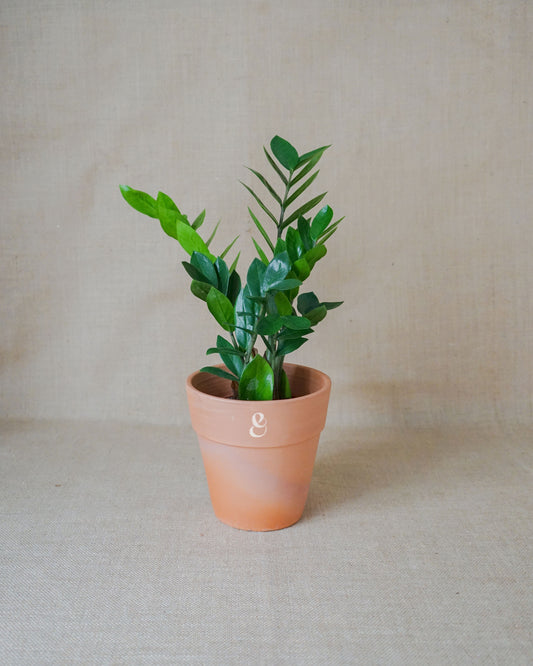 Planta de interior zamioculcas, adequada para média-luz, em vaso de barro da loja de plantas online curae