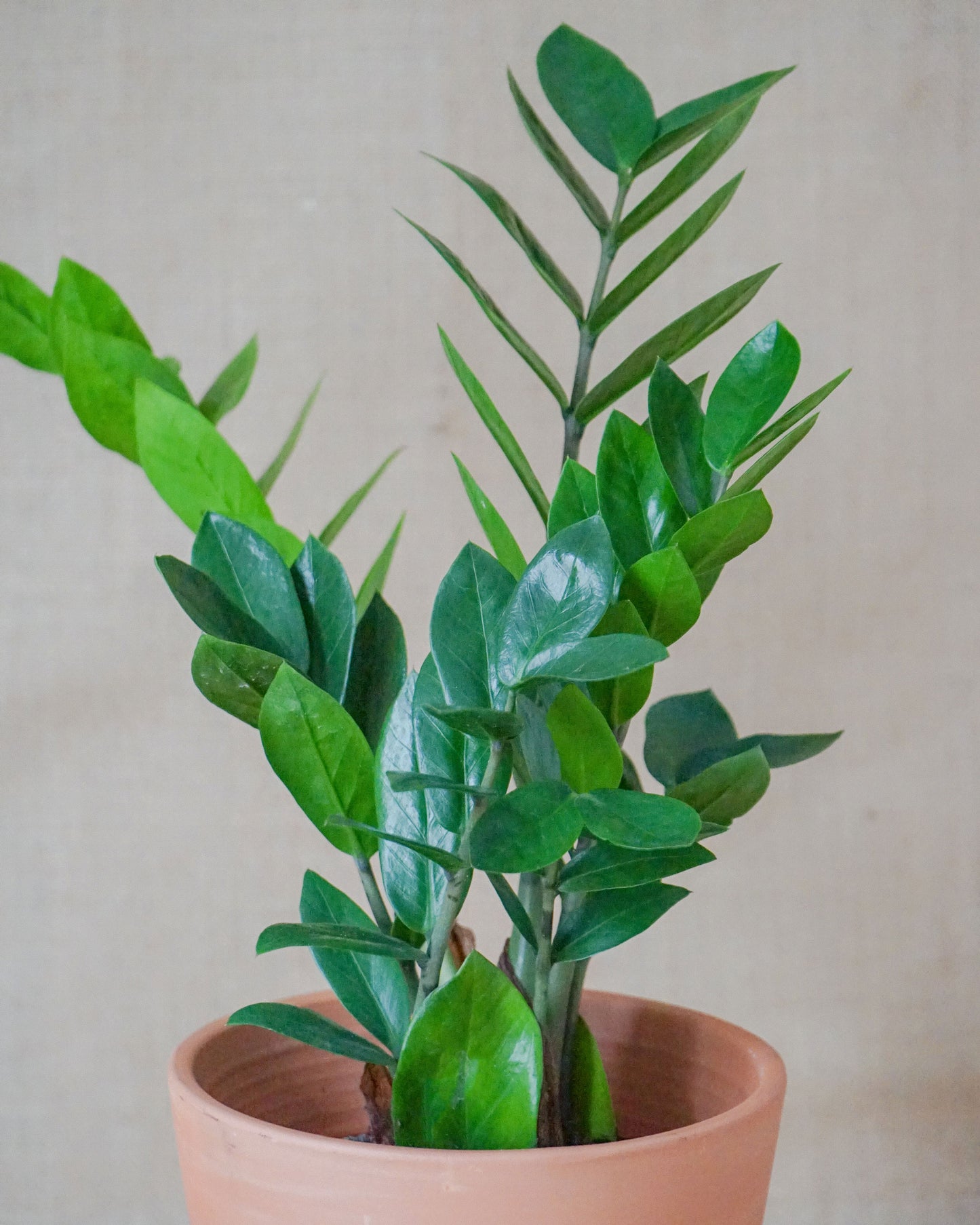 plantas-interior-zamioculcas-croton-codiaeum-dracaena-philodendron