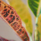 croton, planta codiaeum, planta de interior, da empresa especializada em paisagismo e design de interiores, curae