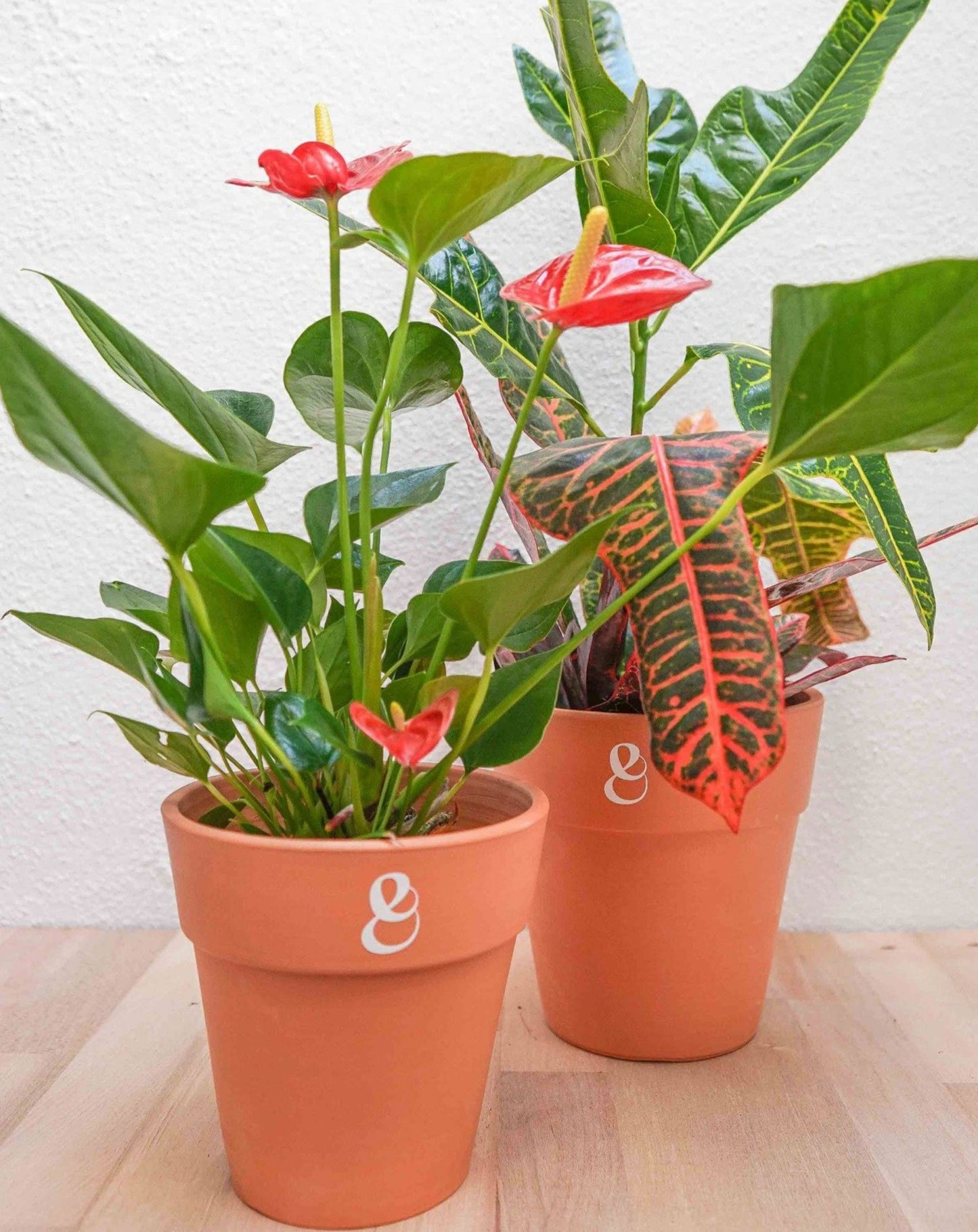 plantas croton e anturio da loja de plantas online curae