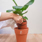 planta bananeira, planta musa em vaso, da loja de plantas em lisboa curae