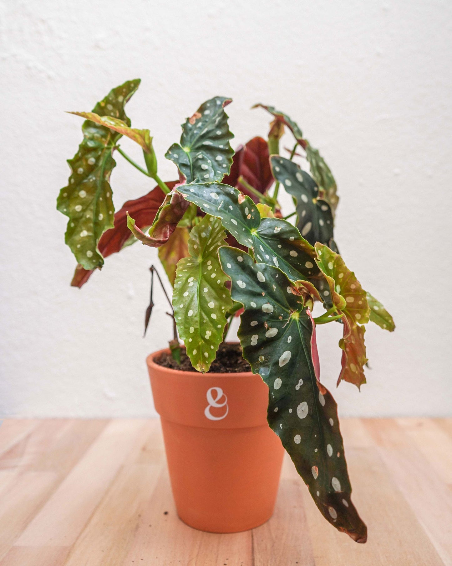 begonia maculata em vaso de barro da loja de plantas curae