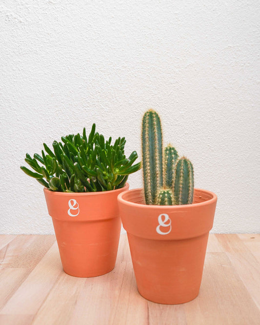 Conjunto de duas plantas de exterior, um cacto e uma suculenta, plantas para varandas, em vaso de barro da loja de plantas online curae