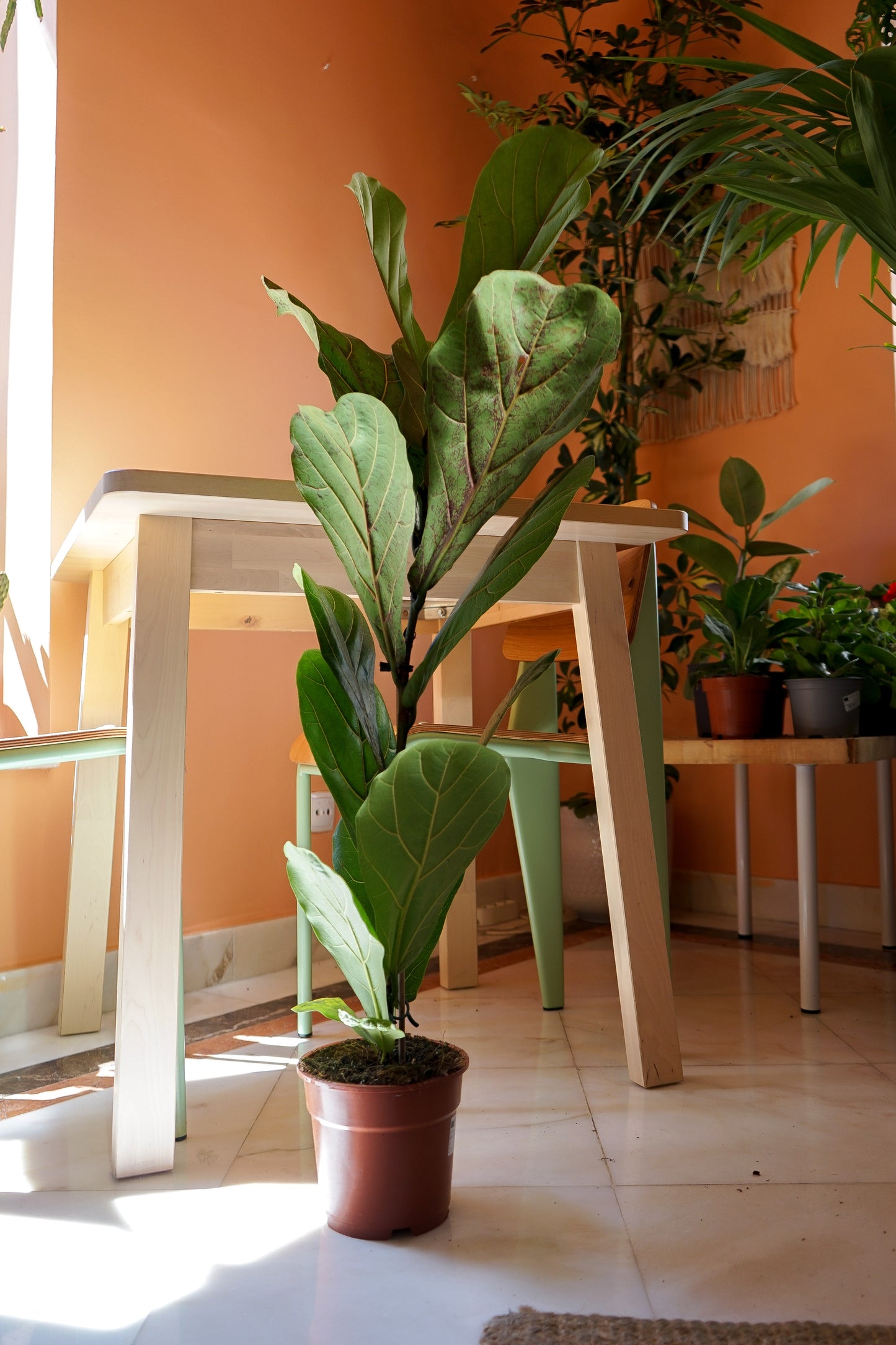Ficus Lyrata, da loja de plantas e arquitetura paisagista, curae