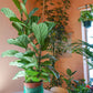 Ficus Lyrata, da loja de plantas e arquitetura paisagista, curae