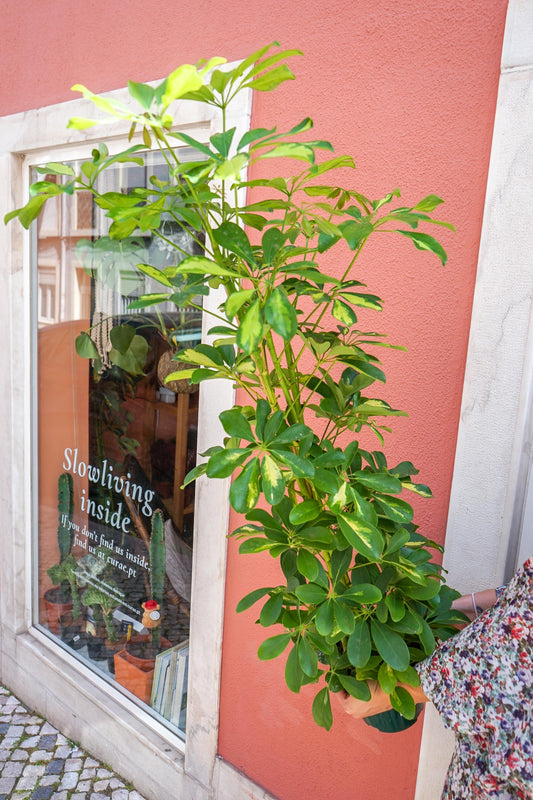Schefflera, planta de interior da loja online de plantas de lisboa, Curae