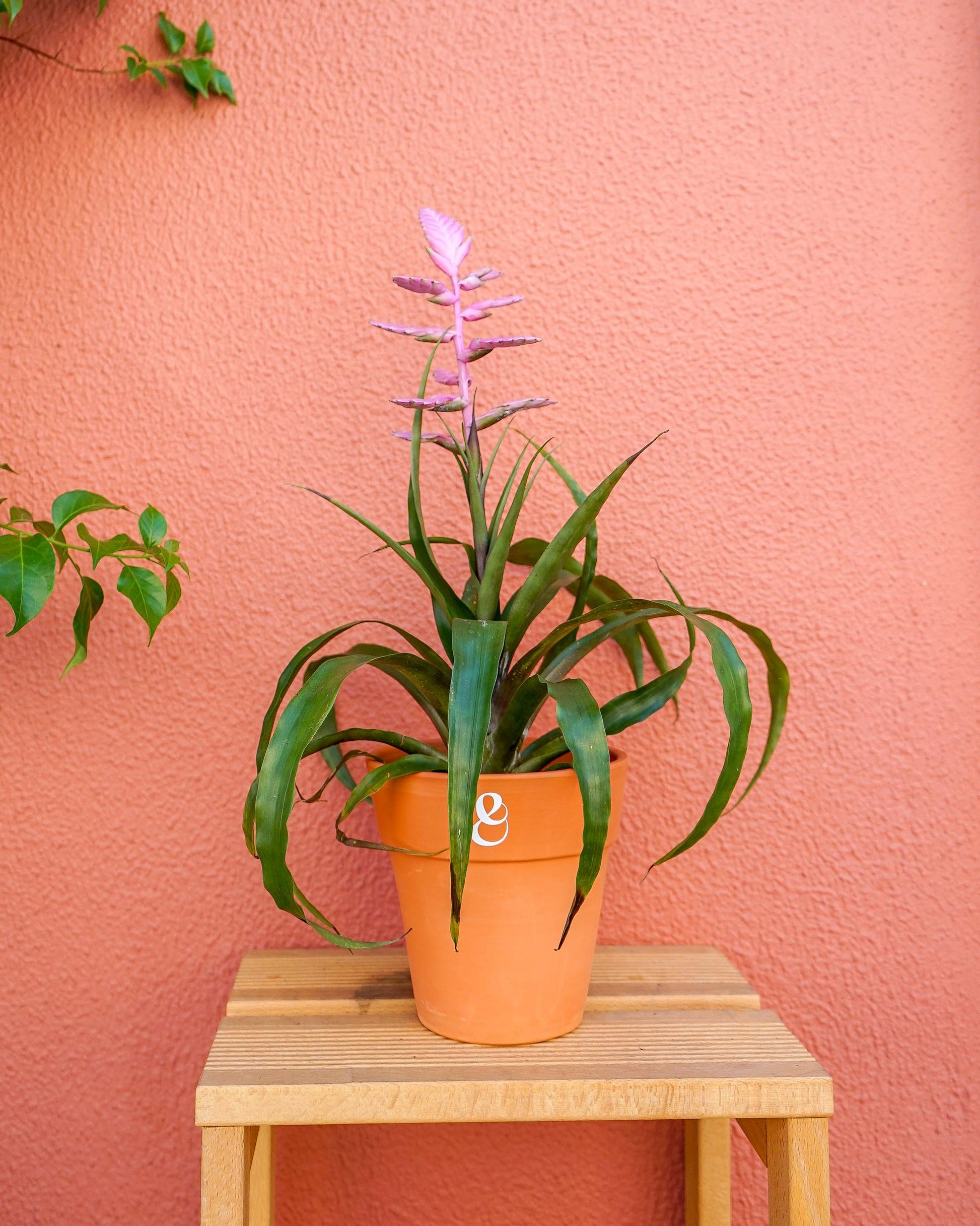 planta de interior bromélia rosa em vaso de barro que pode ser encontrada em lojas de plantas online como a curae