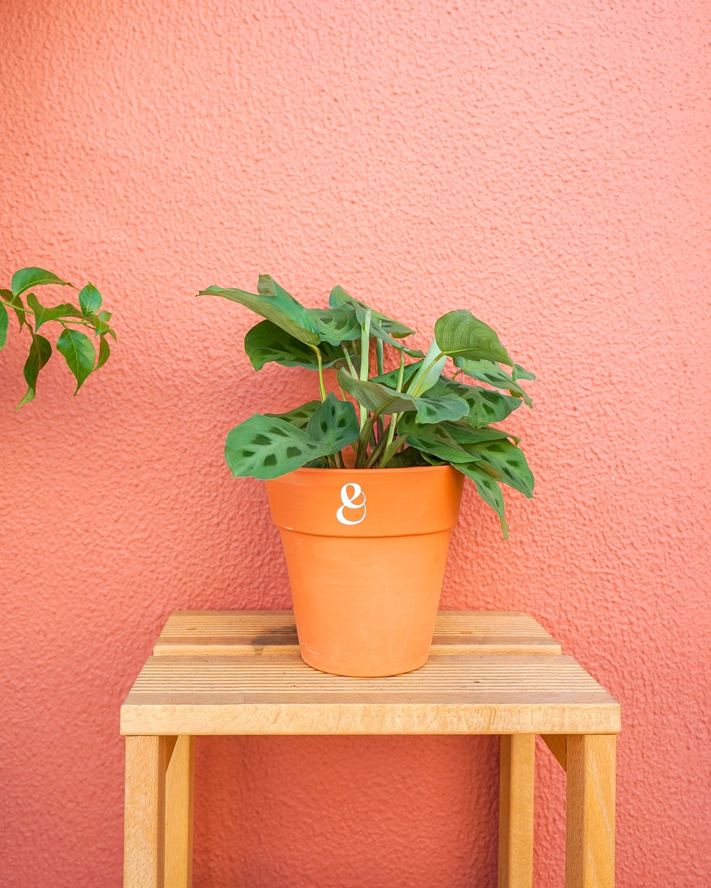 planta maranta kerchoveana em vaso de barro, da loja de plantas online curae