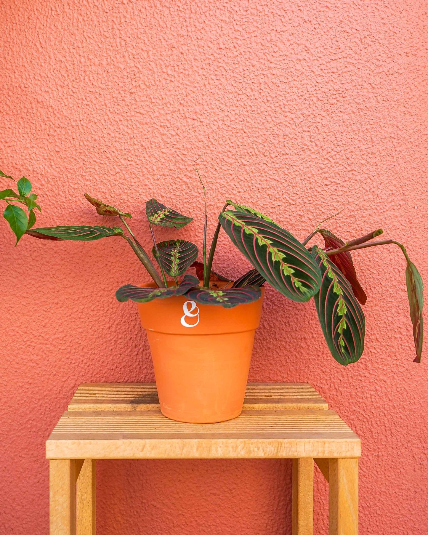 planta maranta leuconeura fascinator em vaso de barro, da loja de plantas online curae