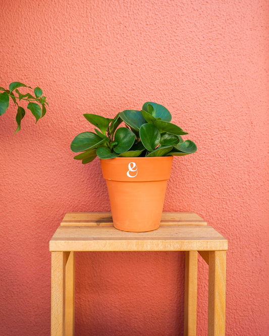 planta de interior, peperomia obtusifolia, da loja de plantas online curae