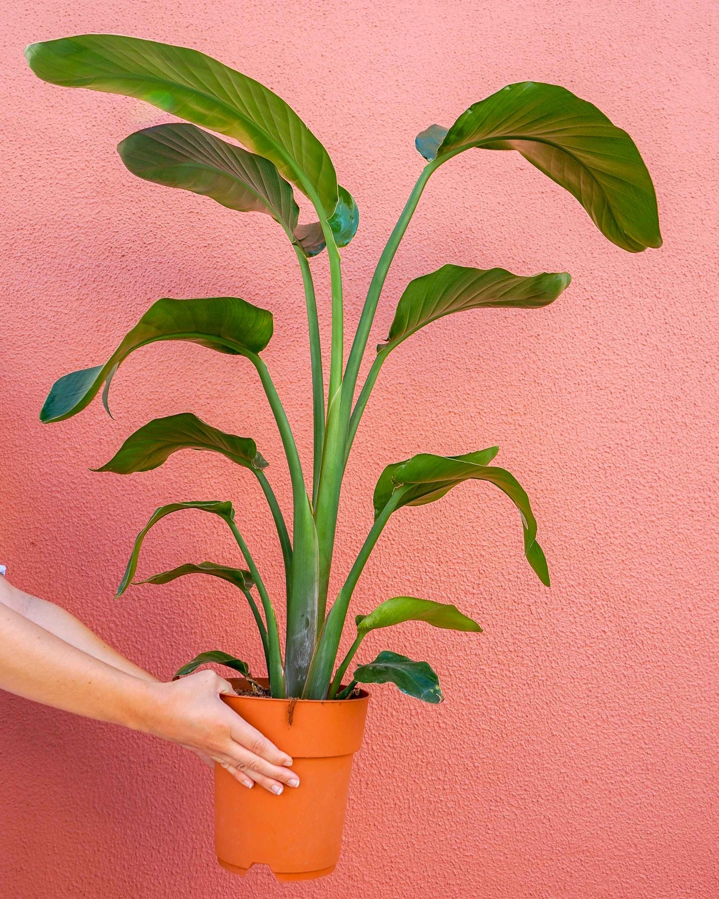 Stretlitzia Nicolae, da família de plantas estrelícias, ou Bird of Paradise, plantas para varandas e logradouros, da loja de plantas online curae