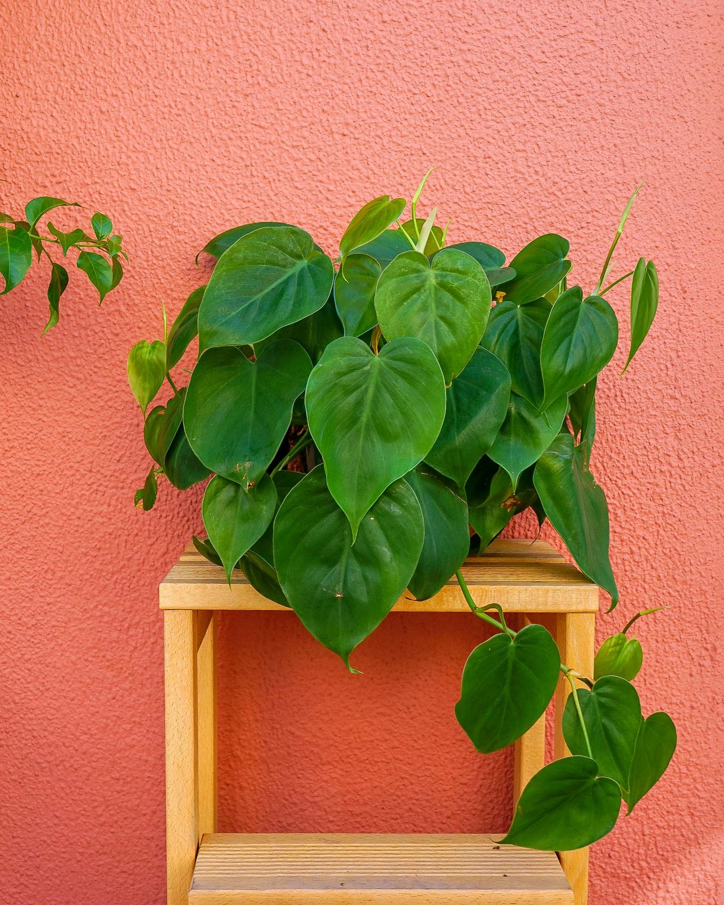 philodendron green heartleaf de suspensão, da empresa especializada em garden design e plant styling, curae