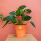 anturio vermelho em vaso de barro da loja de plantas online curae