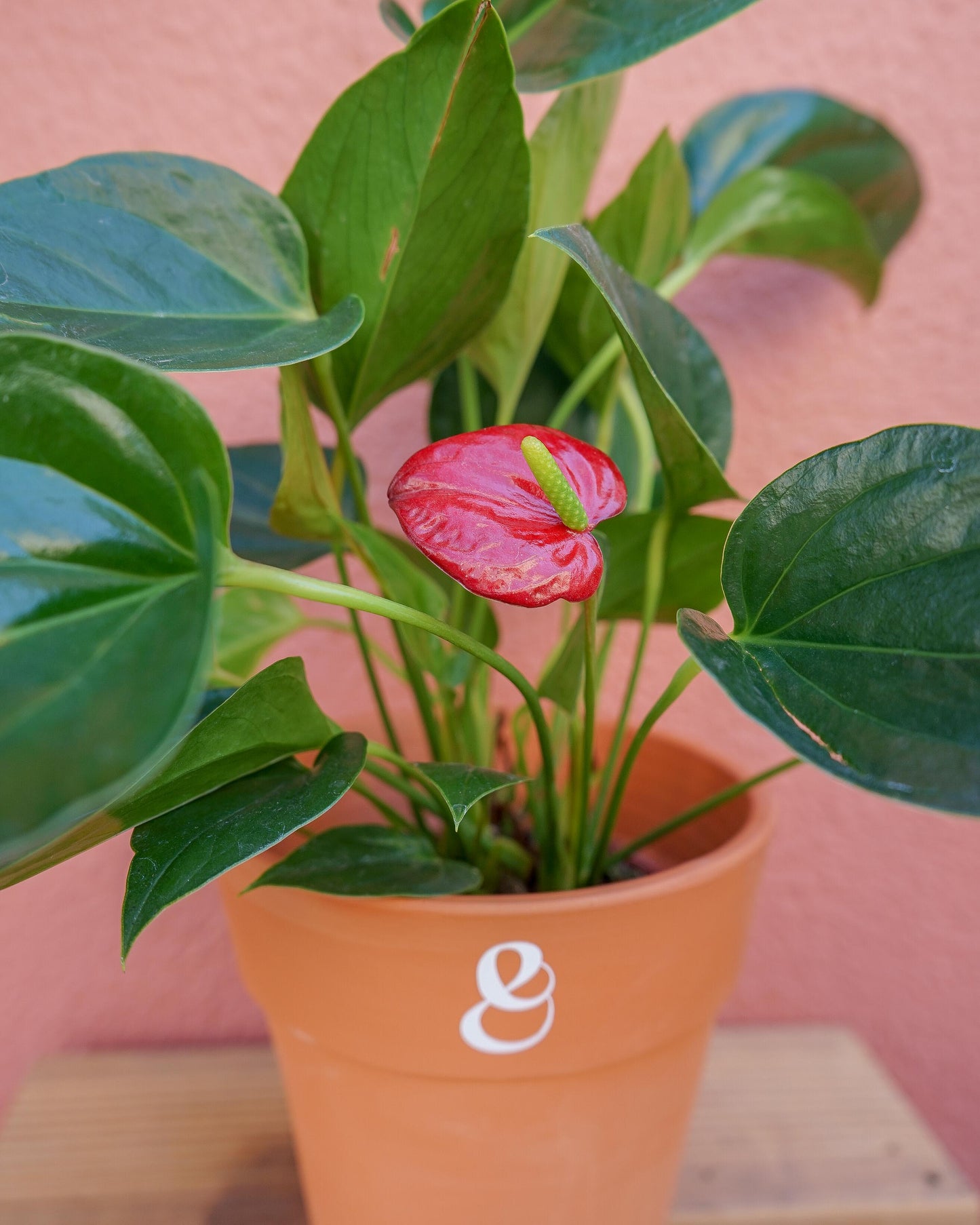 anturio vermelho em vaso de barro da loja de plantas online curae