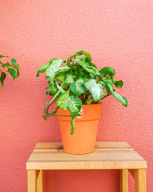 Planta de interior syngonium Green Arrow, adequada para média-luz, em vaso de barro da loja de plantas online curae