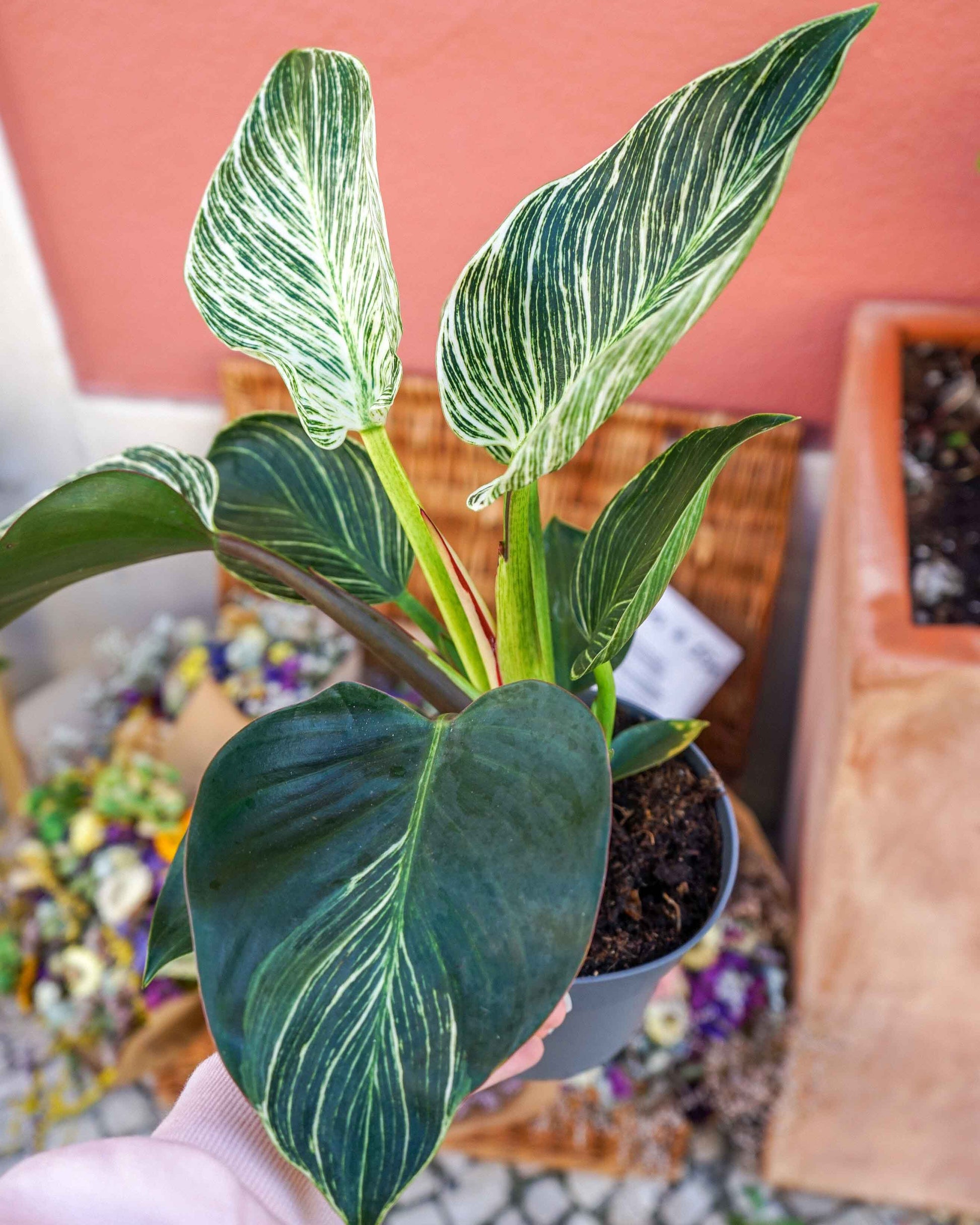 philodendron white measure, uma planta rara, em vaso de barro, da empresa especializada em garden design e plant styling, curae