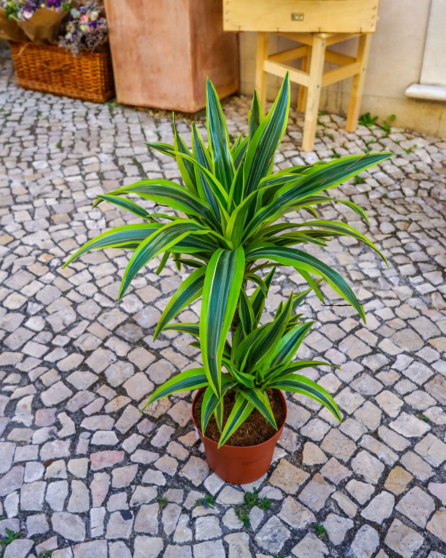 dracaena lemon lime, planta de interior, da empresa especializada em paisagismo e design de interiores, curae