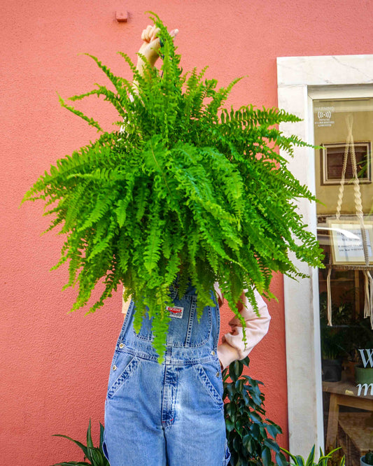 Rapariga a agarrar uma planta, um Feto, Planta Samambaia, planta de interior e planta de exterior, da loja online de plantas de lisboa, Curae