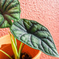 alocasia dragon scale em vaso de barro da loja de plantas online curae