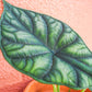 alocasia dragon scale em vaso de barro da loja de plantas online curae
