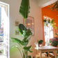 Stretlitzia Nicolae, ou Bird of Paradise, plantas para varandas e logradouros, da loja de plantas online curae