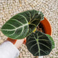 alocasia black velvet em vaso de barro da loja de plantas online curae