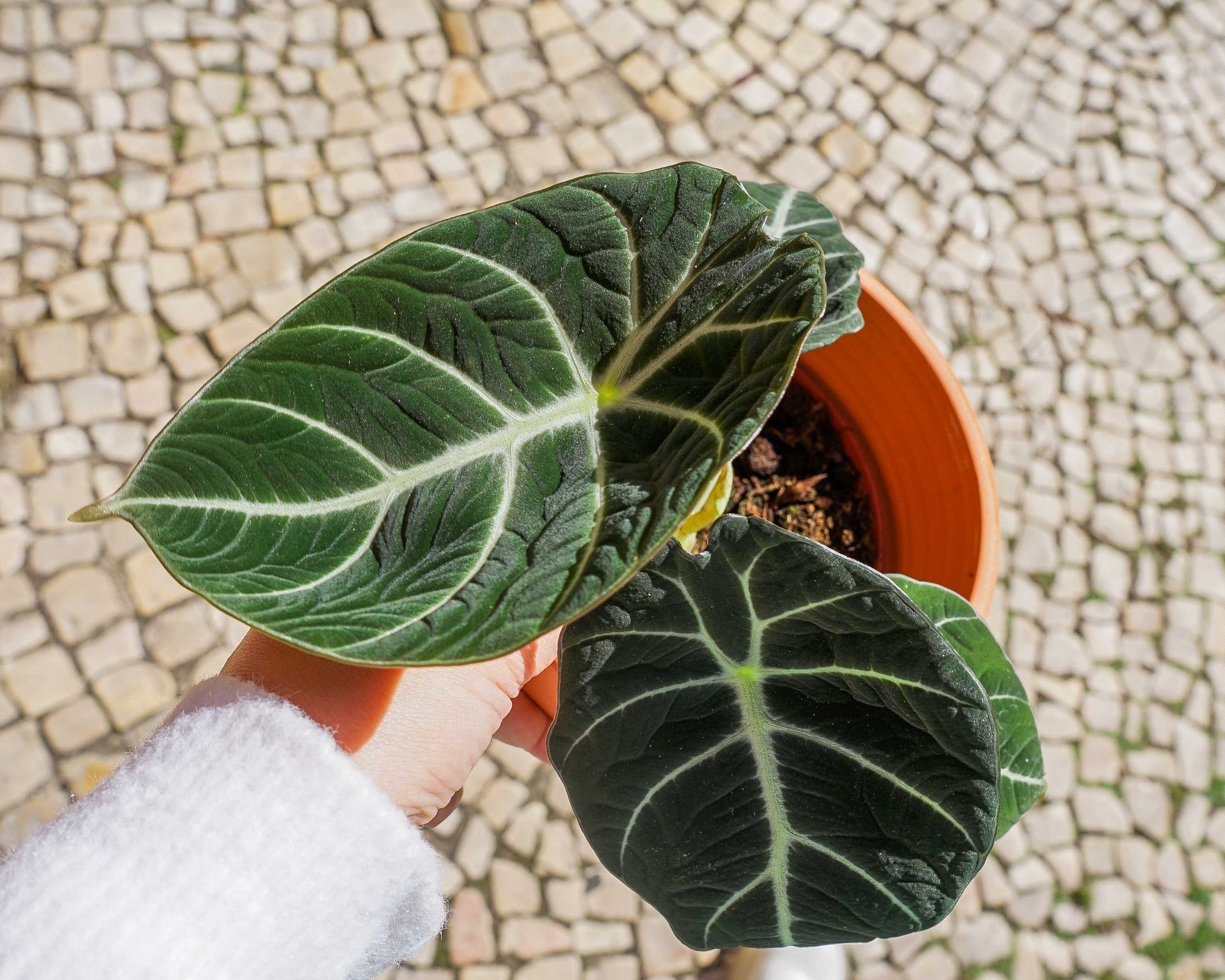 alocasia black velvet em vaso de barro da loja de plantas online curae