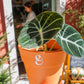 alocasia black velvet em vaso de barro da loja de plantas online curae, uma planta de interior, e uma plant stylist da curae na loja em Alcântara