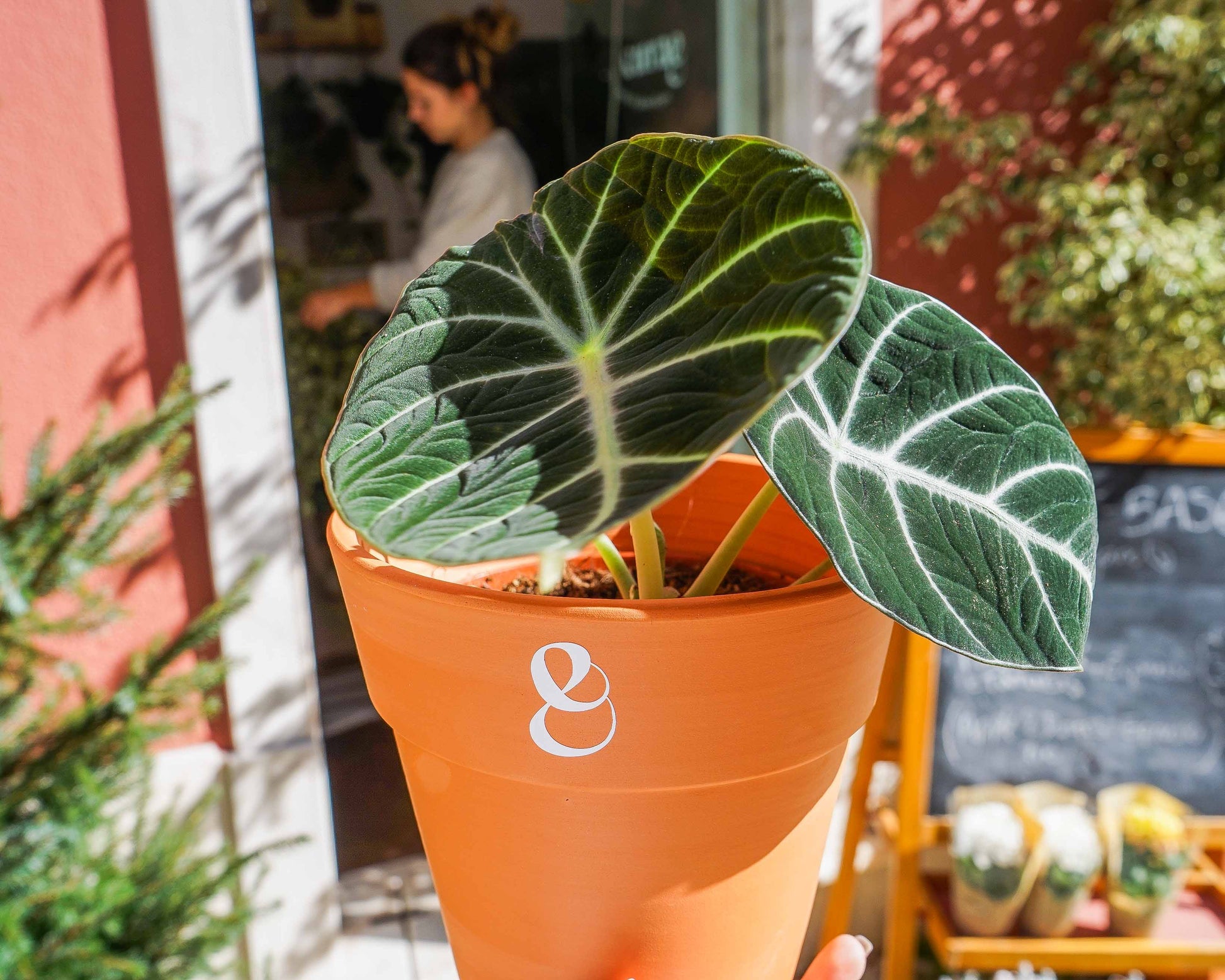 alocasia black velvet em vaso de barro da loja de plantas online curae, uma planta de interior, e uma plant stylist da curae na loja em Alcântara