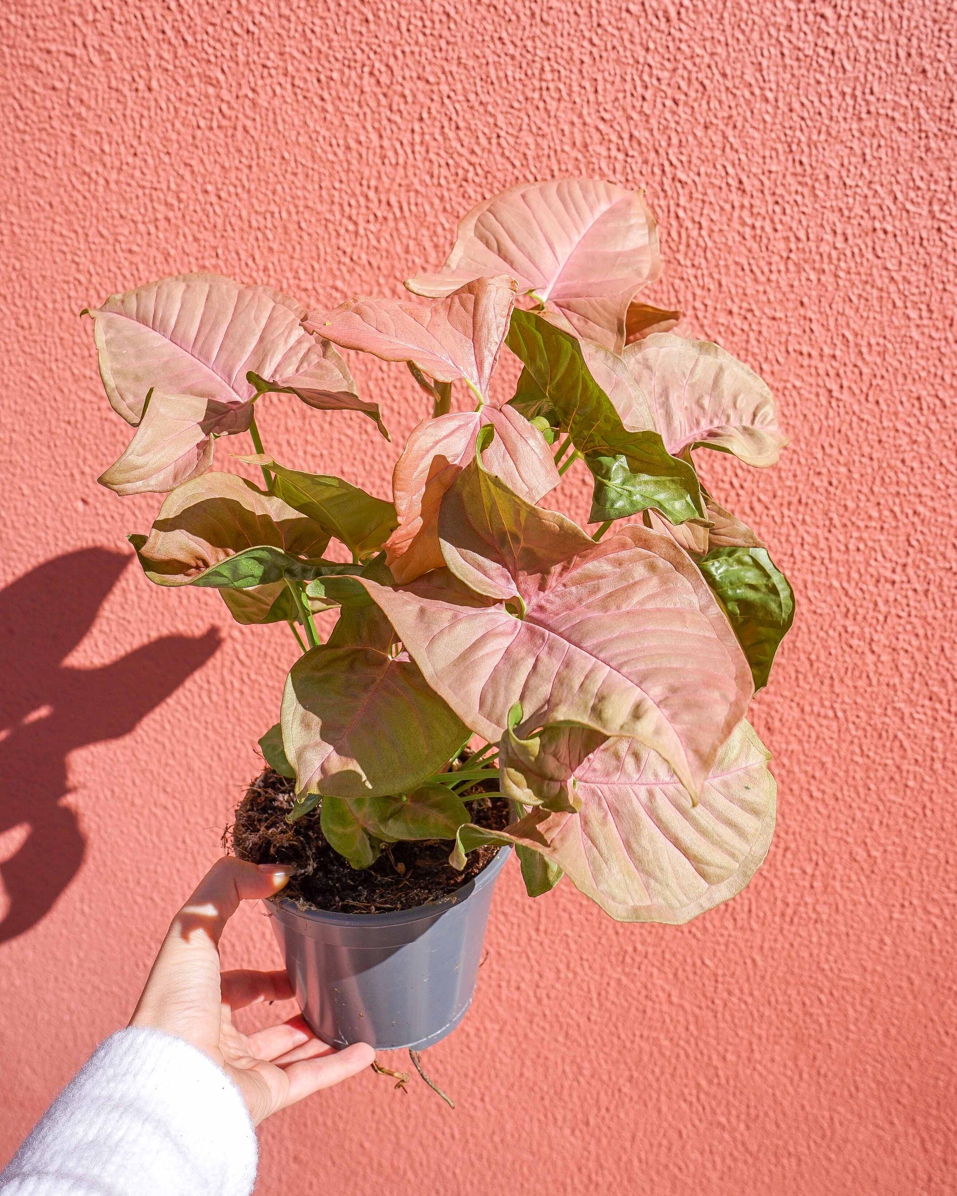 Planta de interior syngonium pink allusion, adequada para média-luz, em vaso de barro da loja de plantas online curae