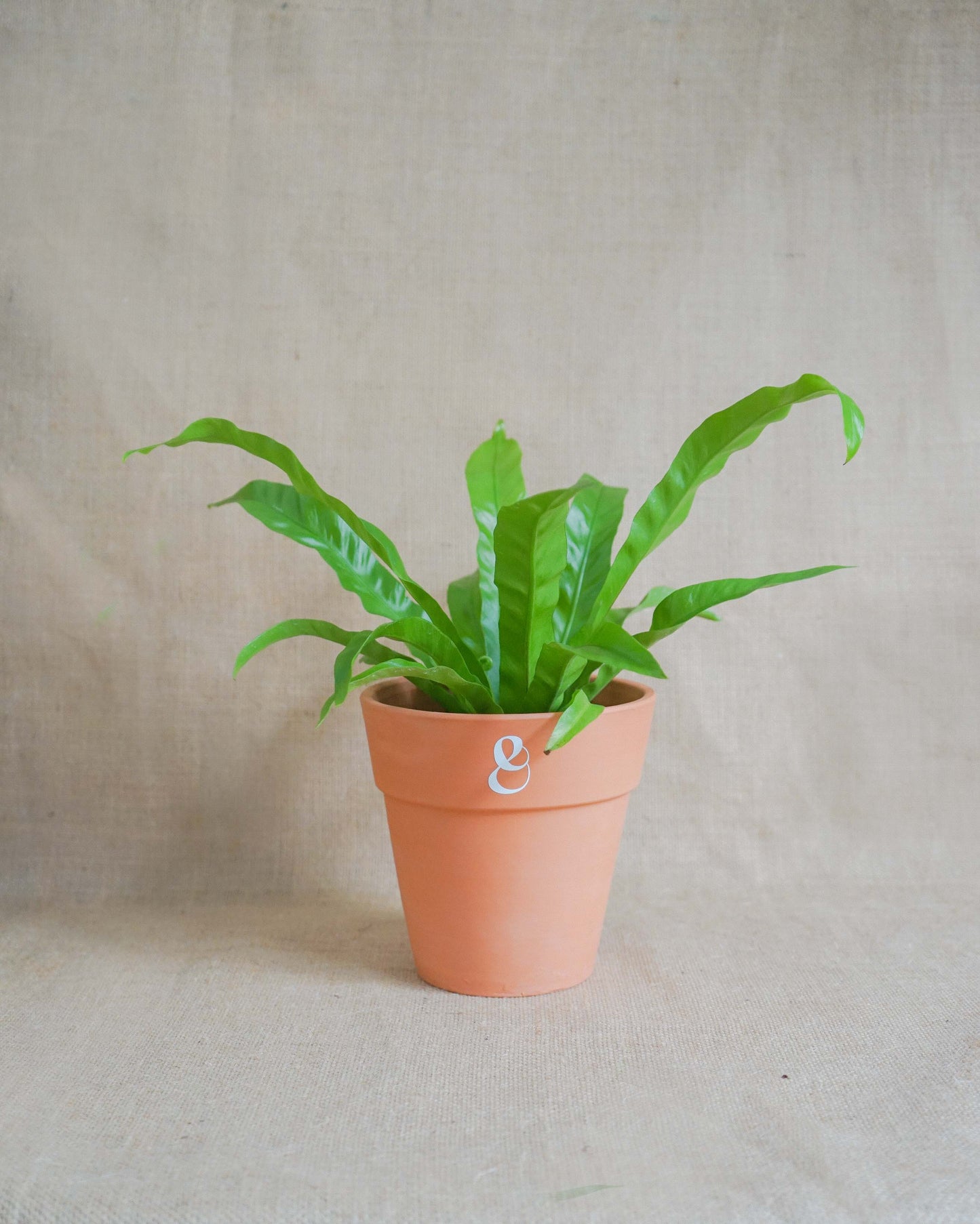 asplenium planta feto, planta de interior em vaso de barro da loja de plantas e paisagismo, curae